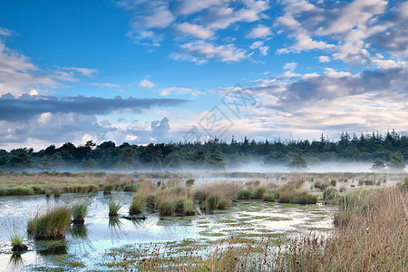 清晨在沼泽上喷雾图片