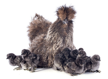 正在孵化白色母鸡脚鸡宠物动物婴儿女性母亲农场家禽图片