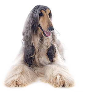 Afghan 狗工作室棕色犬类灰色长发女性毛皮骨牌猎犬图片