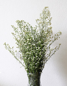 花瓶中白花的干枯花束植物花朵美丽白色棕色花瓣叶子死亡脆弱性回忆图片