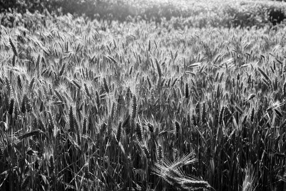 谷谷物国家场地农场农村烘烤玉米小麦材料金子植物图片