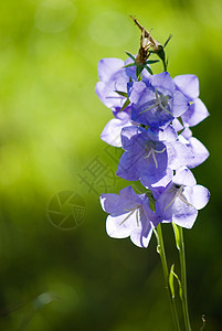 秋花天空花朵绿色植物群白色花园紫色蓝色图片