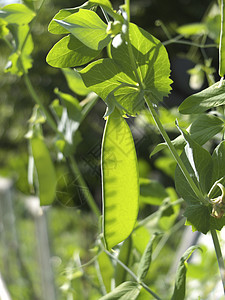 绿豆蔬菜农业叶子食物豆类植物营养生长农场花园图片