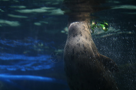 水族馆的大海豹特写旅行蓝色野生动物动物群动物哺乳动物生活漂浮水池荒野图片