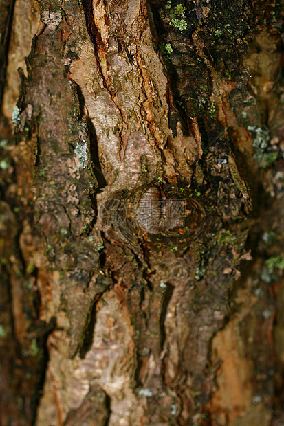 木柴橡木窗饰荒野白蚁树干植物森林木材公园风化图片