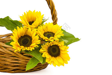 篮子中美丽的向日葵花花束花园照片环境女性化太阳绿色香味卡片白色植物学图片