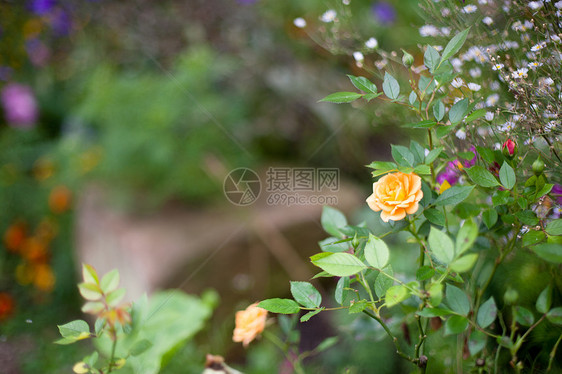 黄玫瑰水彩花园黑色绿色紫色棕色黄色粉色压痛水平图片