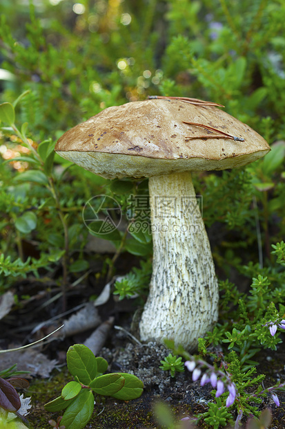 森林中的棕帽食物菌类饮食季节森林棕色荒野木头苔藓图片