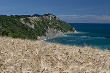 波托诺沃湾海角海滩海岸海岸线小麦树木太阳麦田假期图片