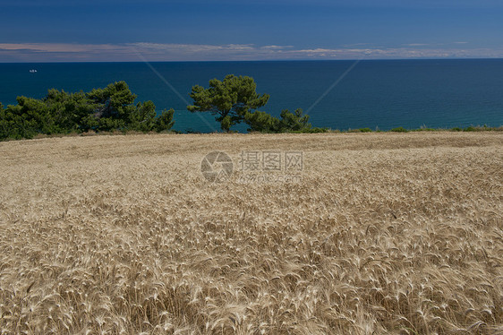 在波托诺沃湾上空的康纳菲尔德麦田假期海岸海岸线小麦海角太阳全景树木图片