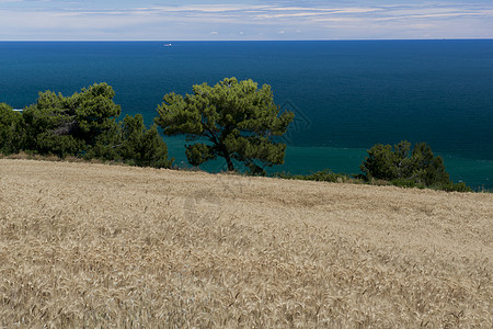 海菲尔德在波托诺沃湾上空的康纳菲尔德海角假期全景小麦海岸麦田海岸线太阳树木背景