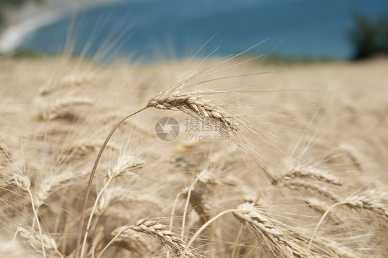 小麦的尖峰面粉黄色大麦麦田季节性种子粮食耳朵场地风景图片