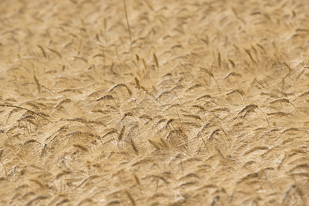 角大麦谷物小麦种子农业麦田季节性粮食栽培场地图片
