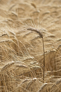 小麦的尖峰玉米麦田耳朵栽培种子黄色大麦农业面粉场地图片