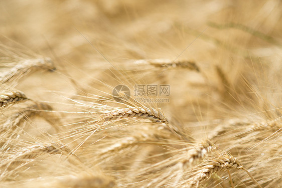 小麦的尖峰黄色风景麦田种子粮食季节性栽培乡村收成耳朵图片