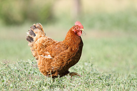 在草坪上行走的母鸡图片