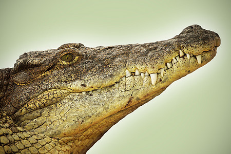 危险鳄鱼头的相片照片爬虫动物园猎人水平眼睛动物食肉图片