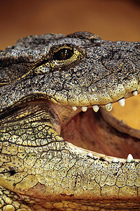 无鳄鱼爬虫危险猎人皮肤动物动物园野生动物荒野绿色食肉图片
