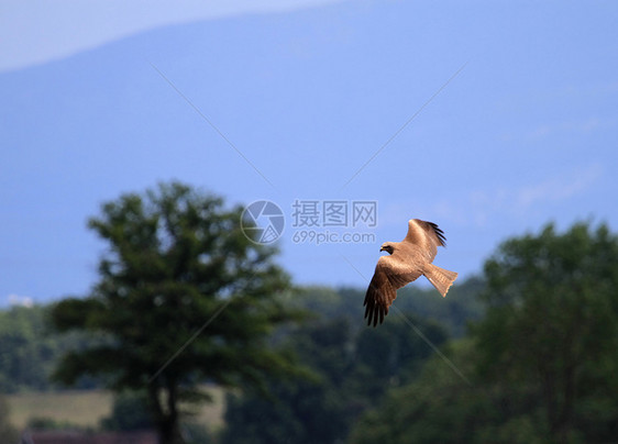 秃鹰飞行野生动物掠夺性捕食者天空蓝色荒野猎鹰猎人羽毛航班图片