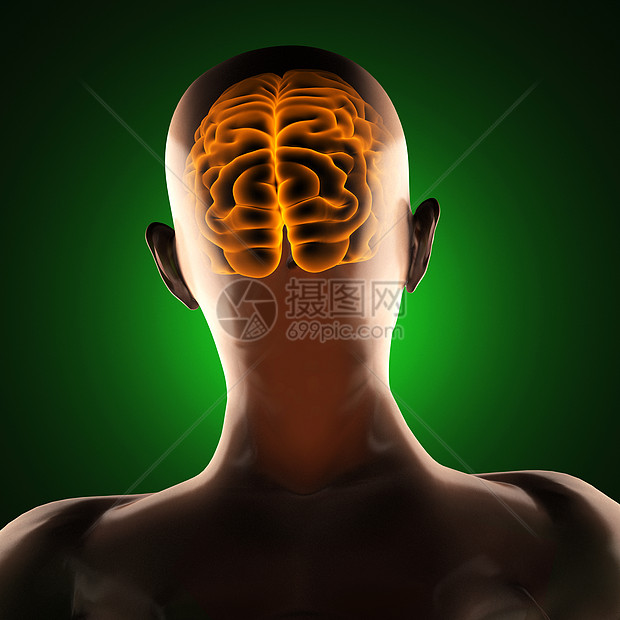 人类脑放射摄影扫描男人插图医疗x光颅骨谐振药品扫描器骨骼器官图片