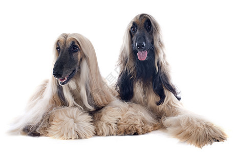 Afghan 狗棕色猎犬毛皮长发女性棕褐色工作室犬类男性图片