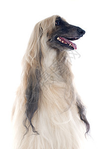 Afghan 狗猎犬毛皮工作室长发女性棕褐色犬类背景图片