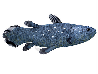白鱼盐水脊椎动物热带学校海上生活野生动物生物插图海洋生活图片