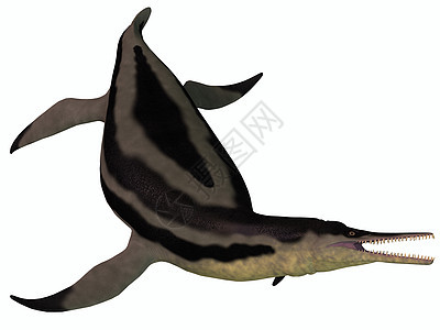 白龙上的多利晓何星海洋恐龙野生动物脚蹼动物白色蜥蜴灭绝爬行动物海洋生物图片