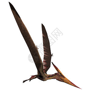 白白色上的Pteranodon图片