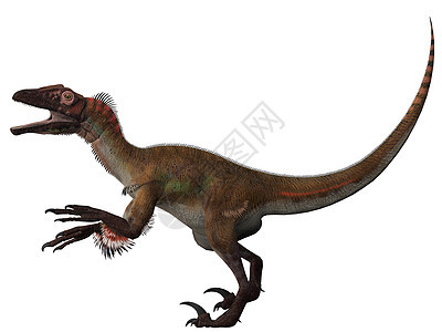 舒拉多白色食肉羽毛牙齿生物灭绝恐龙蜥蜴怪物爬虫图片