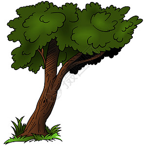 枯树树手绘卡通片植物学植物图纸区系叶子树干绘画动画片图片