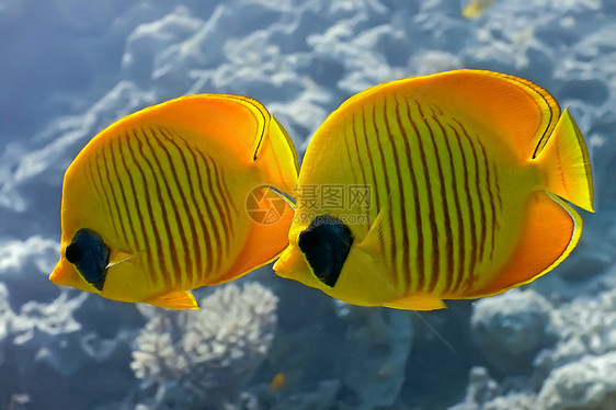 珊瑚礁上的蝴蝶鱼图片