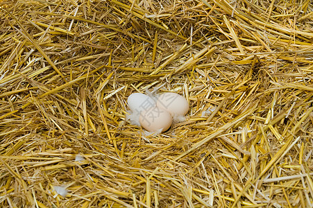 鸟巢中的鸡蛋稻草图片