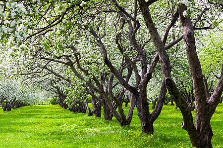 美丽开花的苹果树花园图片