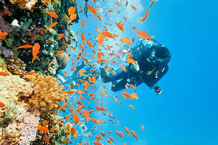 火珊瑚上的不同植物野生动物动物植物群荒野盐水热带潜水员浅滩动物群图片