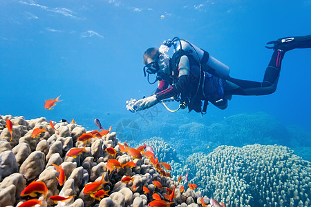 火珊瑚上的不同浅滩植物盐水荒野野生动物潜水员动物群热带植物群动物图片