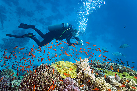 火珊瑚上的不同热带动物动物群盐水植物植物群浅滩荒野潜水员野生动物图片