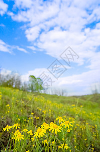 绿草地上的花朵图片