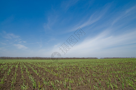 农村观点农田牧场地平线场地生长蓝色谷仓天空国家小麦图片
