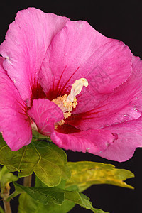 粉红希比斯库花瓣粉色灌木花粉叶子雄蕊植物花园图片