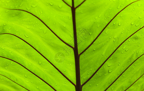 绿叶线条光合作用生长季节植物生态细胞脊柱叶子植物学图片