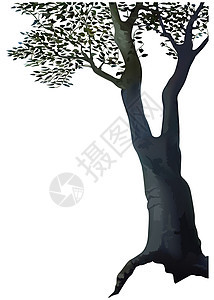 树植物区系叶子卡通片植被树干插图背景图片