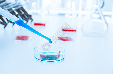 在实验室条件下培养的肉类肌细胞瓶子身体小说一部分手套液体实验样本干细胞图片