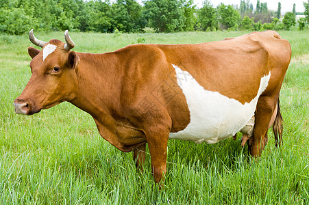 牧场奶牛摄影红草原母牛站在田地上背景