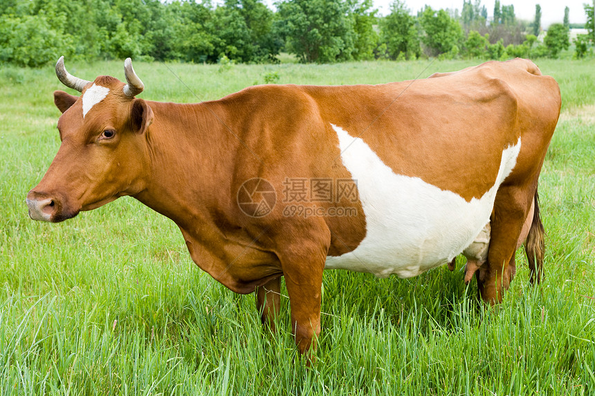 红草原母牛站在田地上图片