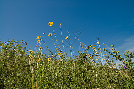 蓝色天空背景的黄花草地牧场场地药品花束花朵草本植物叶子环境家庭图片