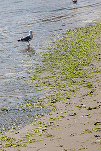 加利福尼亚州海洋翅膀动物海鸥羽毛大道休息海滩环境支撑图片