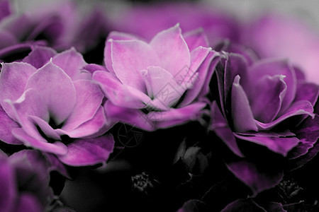 卡兰乔花花花紫色香气周年女士环境生物学雌蕊女性庆典纪念日图片
