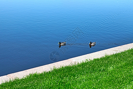 湖边两只鸭子图片