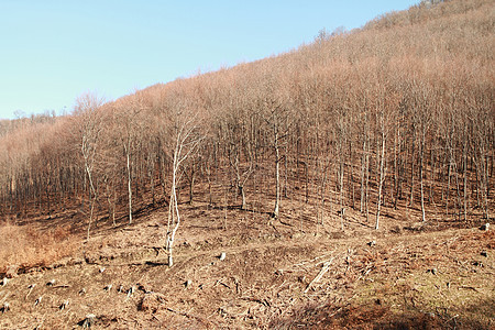 伐木风景木材公园树干戒指木头树桩材料林业砍伐图片